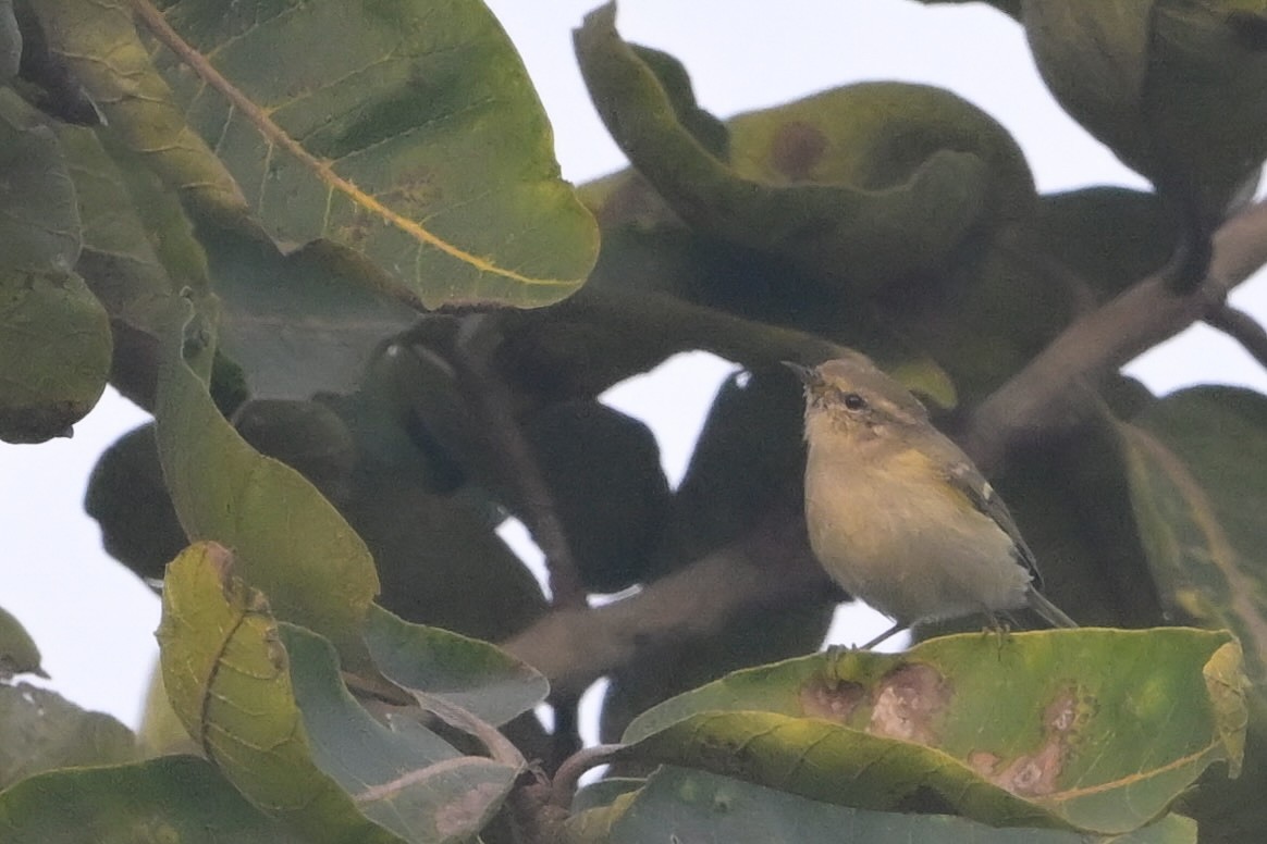 עלווית לבנת-גבות - ML645640460