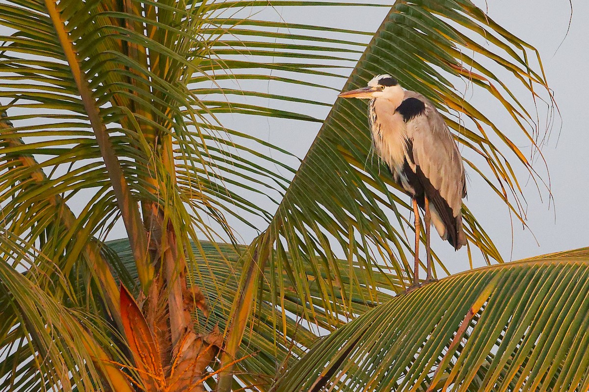 אנפה אפורה - ML645640461