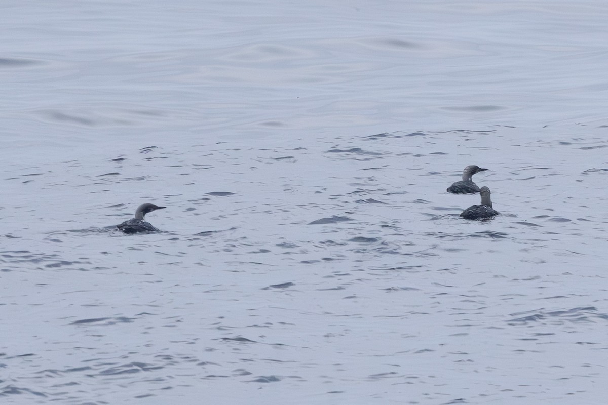 צוללן בלתי-מזוהה - ML645640462