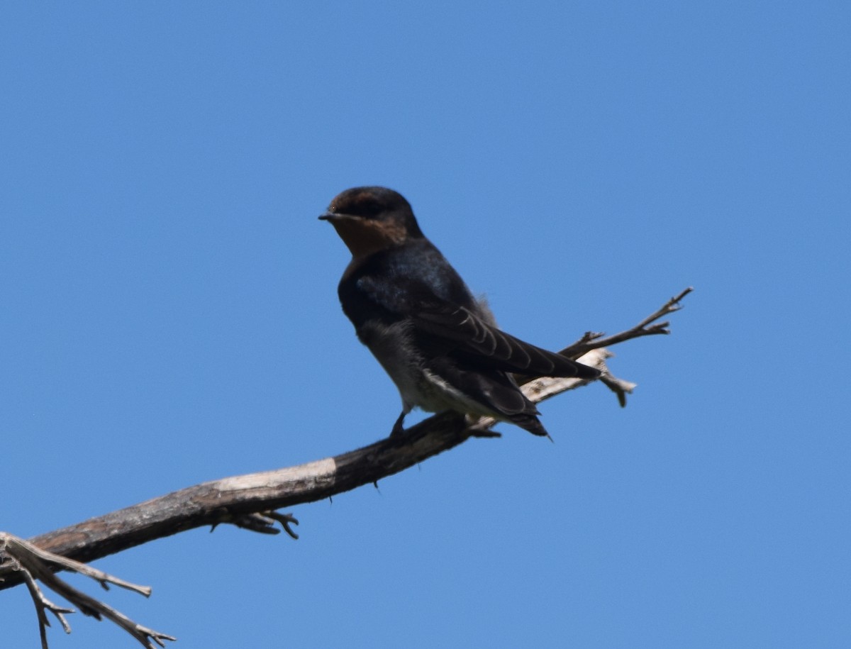 Welcome Swallow - ML645640463