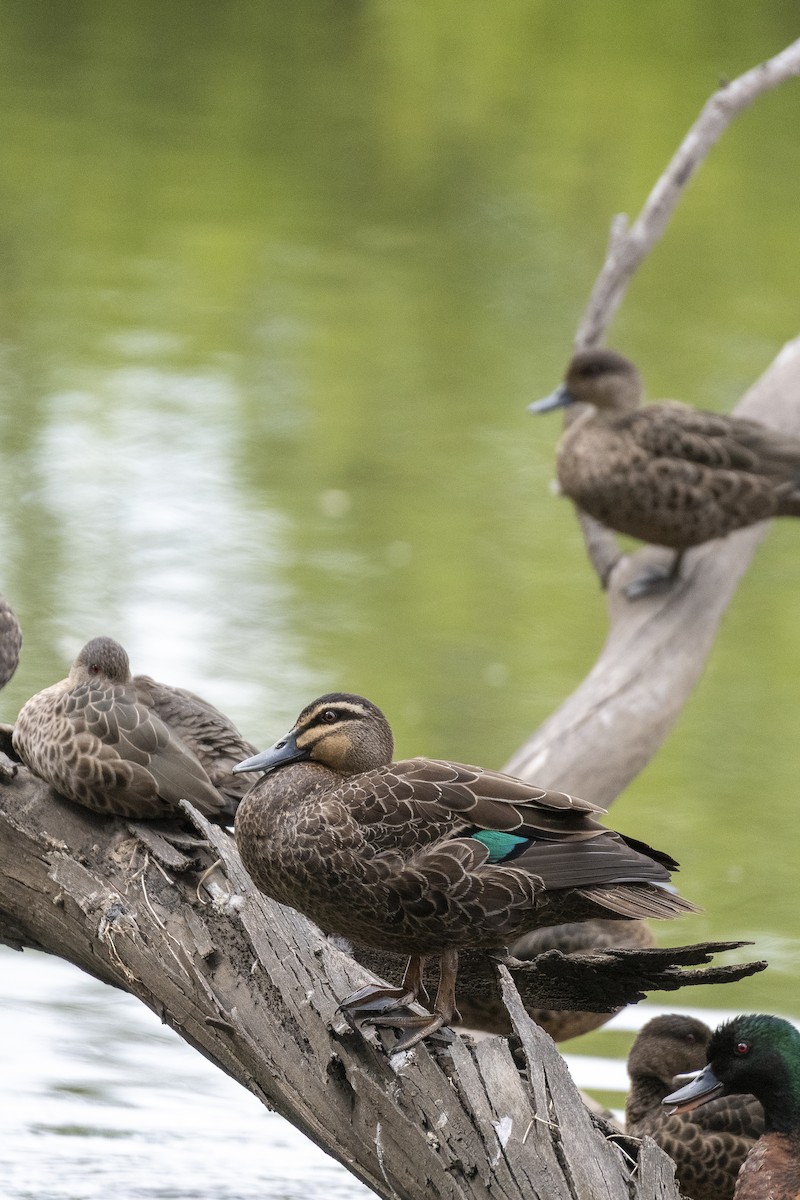 Pacific Black Duck - ML645640470