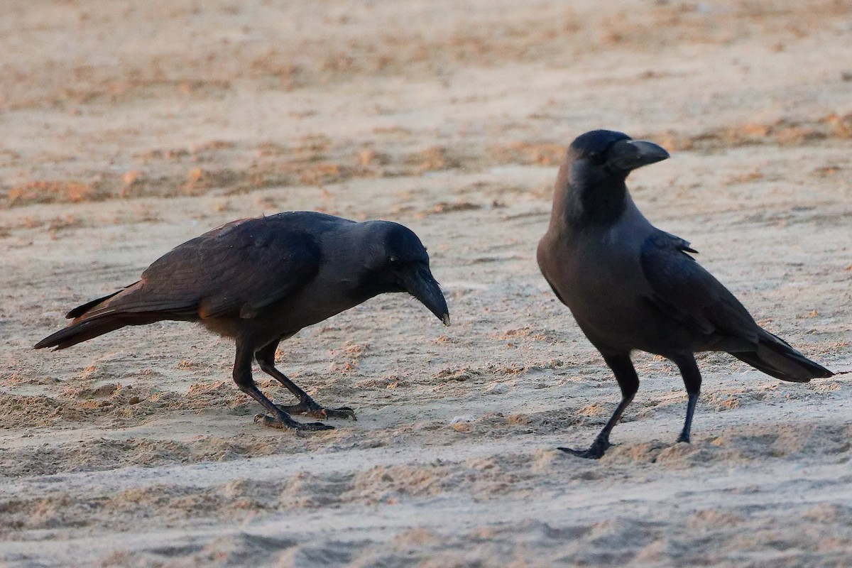עורב הודי - ML645640471