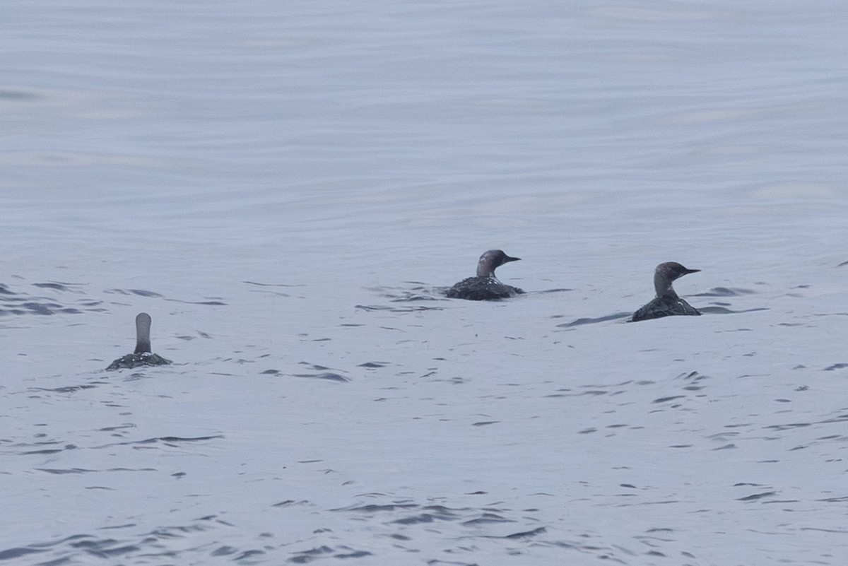 צוללן בלתי-מזוהה - ML645640472