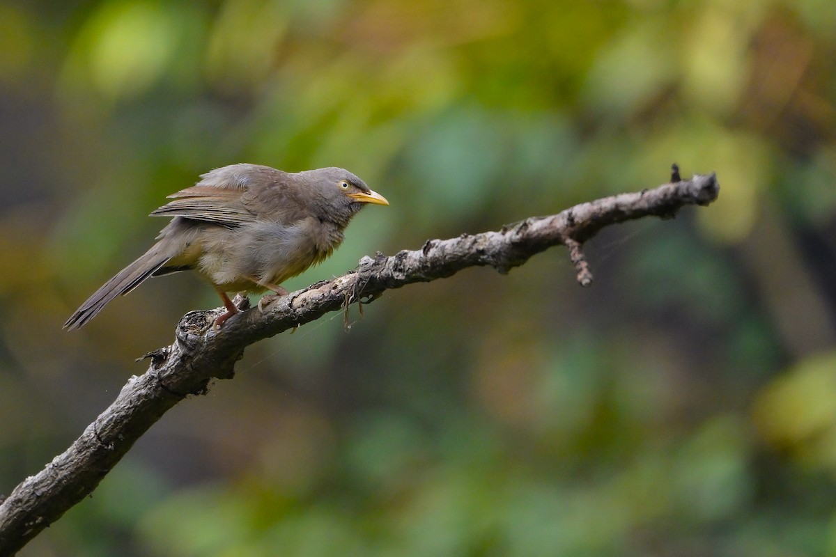 Jungle Babbler - ML645640475