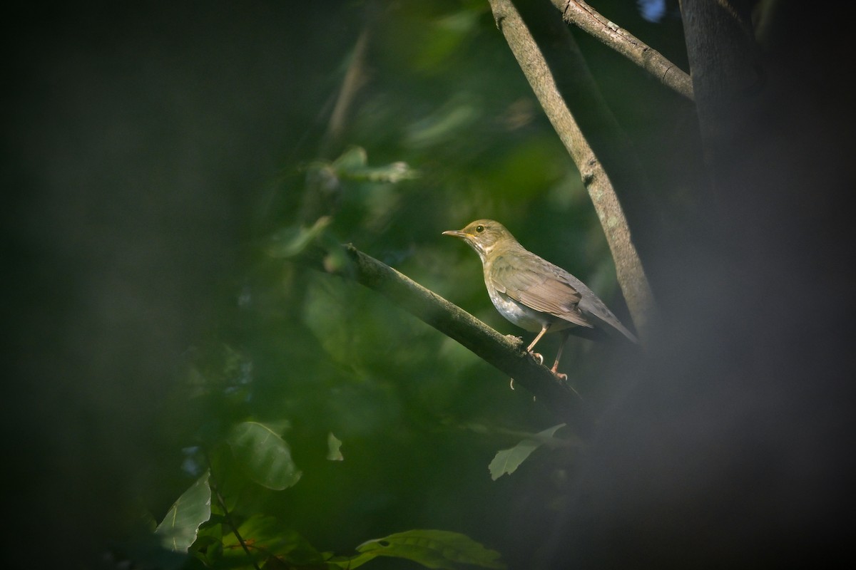 Tickell's Thrush - ML645640479