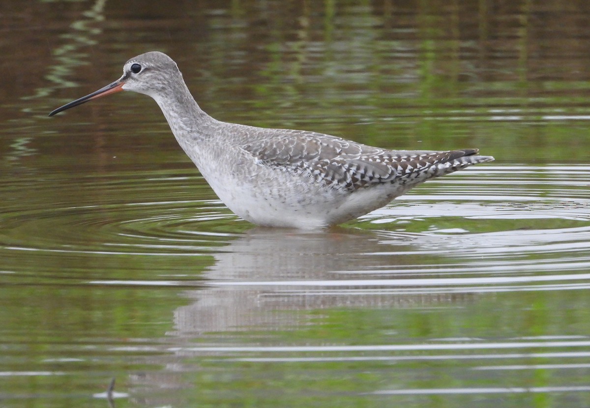 Spotted Redshank - ML645640488
