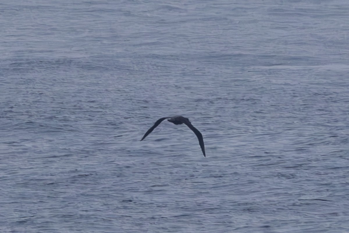 Black-footed Albatross - ML645640489
