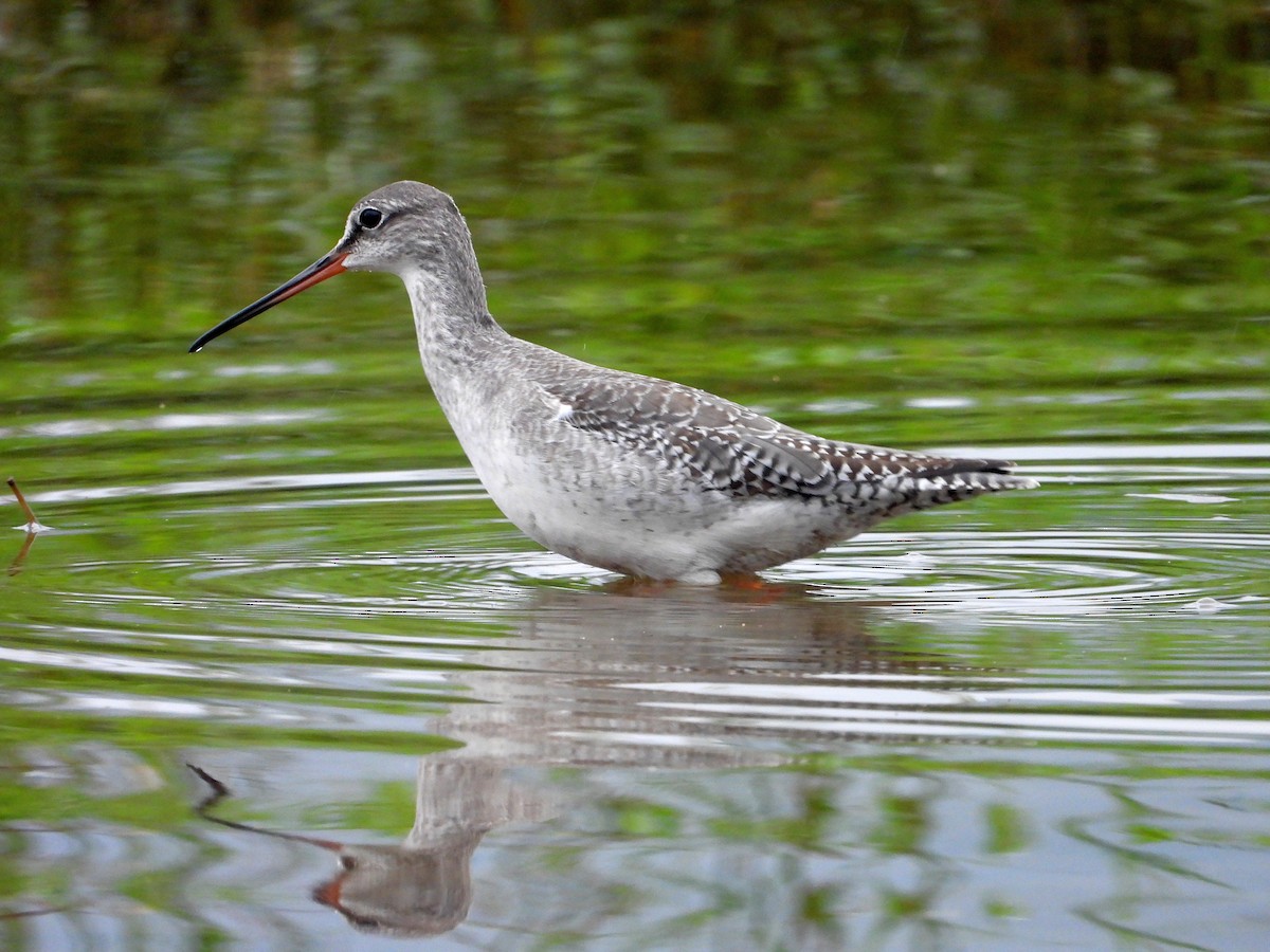 Spotted Redshank - ML645640492