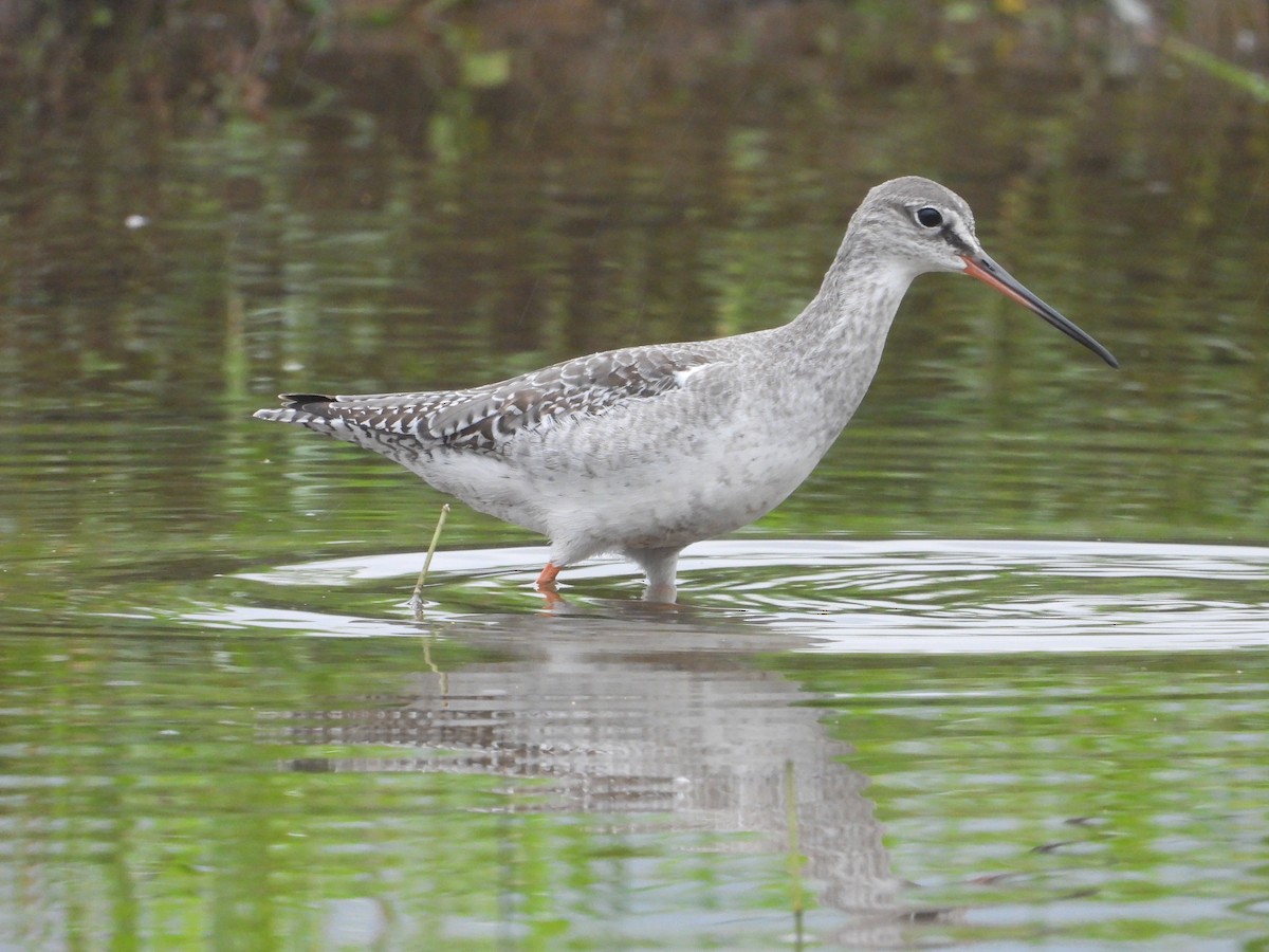 Spotted Redshank - ML645640493