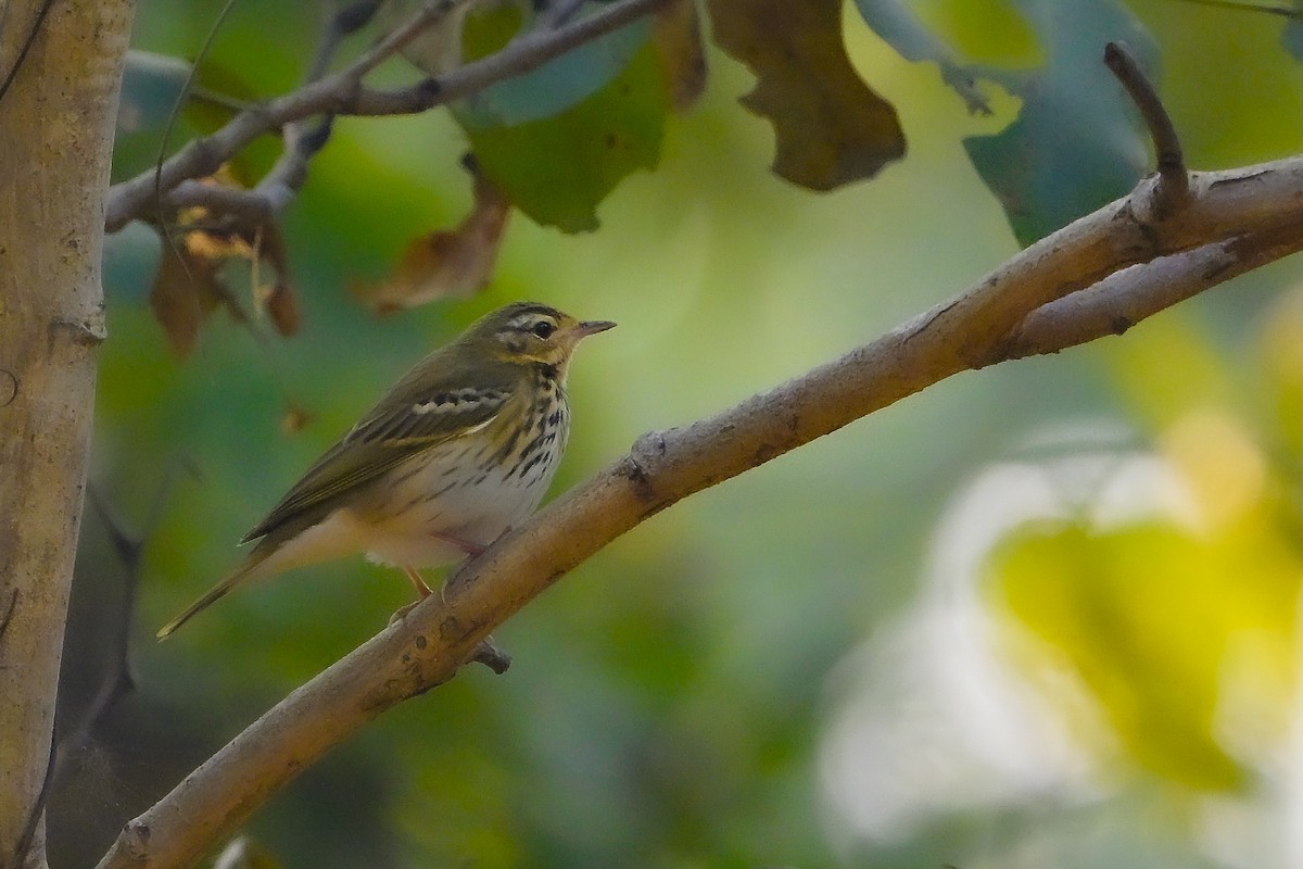Olive-backed Pipit - ML645640504