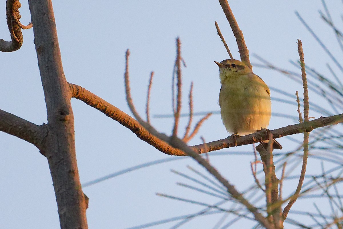 Willow Warbler - ML645640506