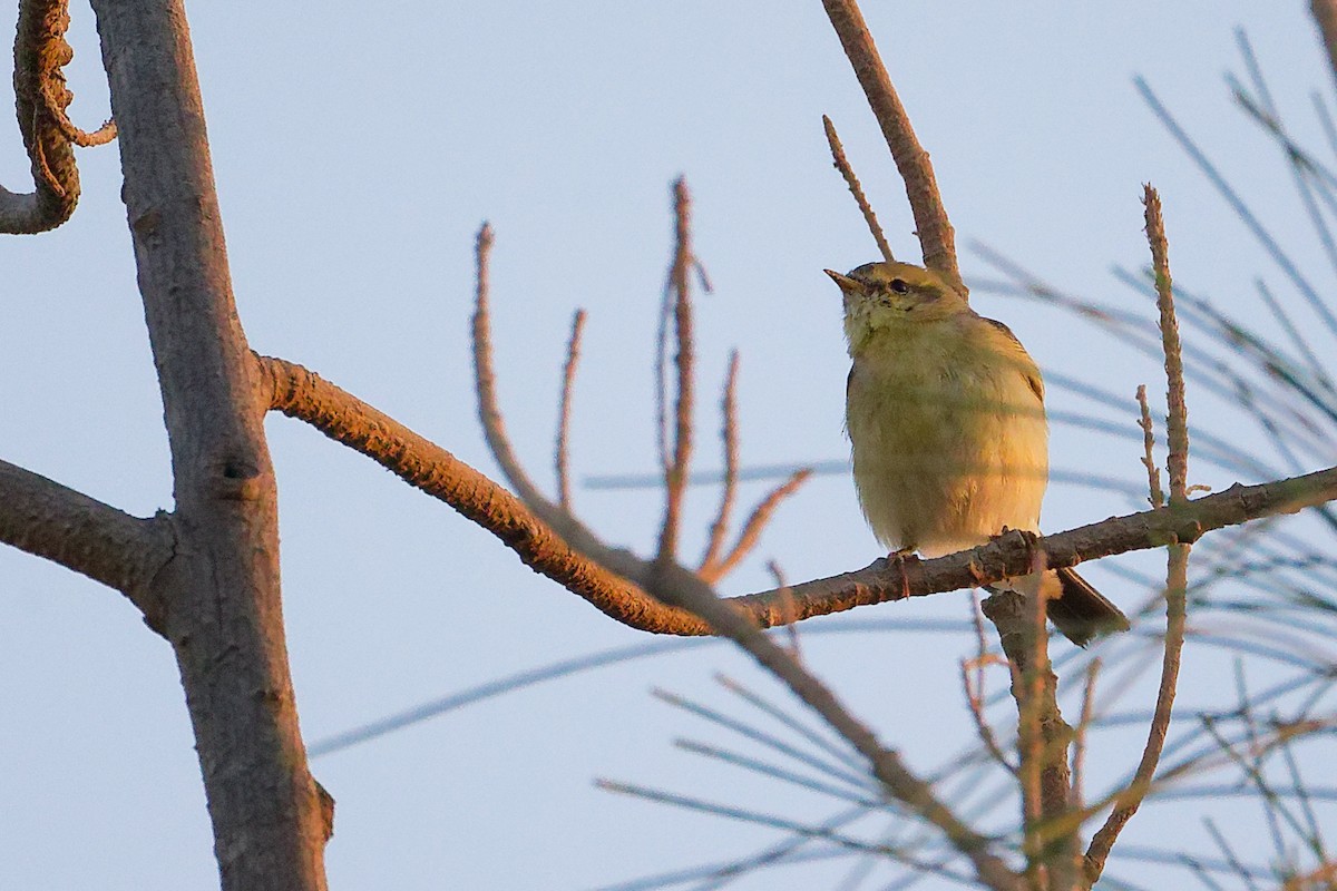 Willow Warbler - ML645640507
