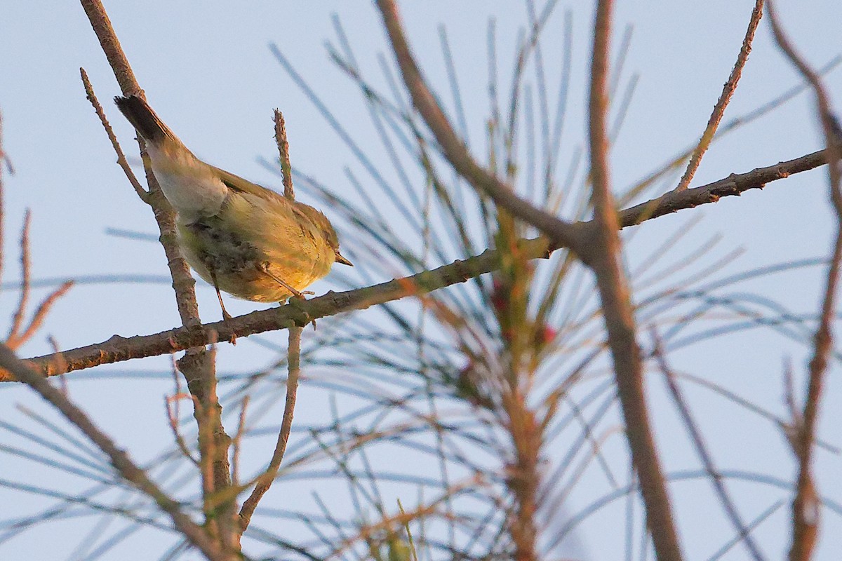 Willow Warbler - ML645640508