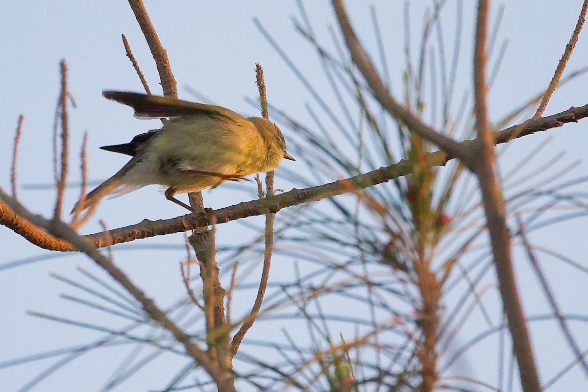 Willow Warbler - ML645640509