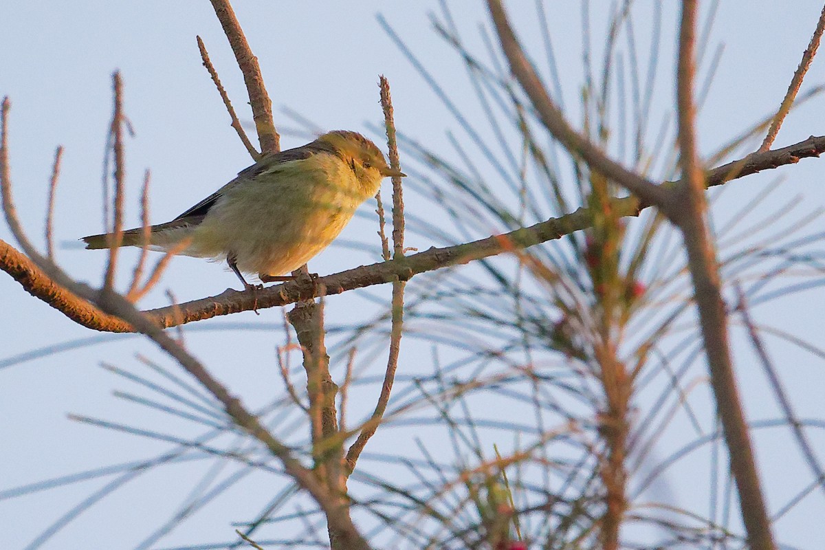 Willow Warbler - ML645640510