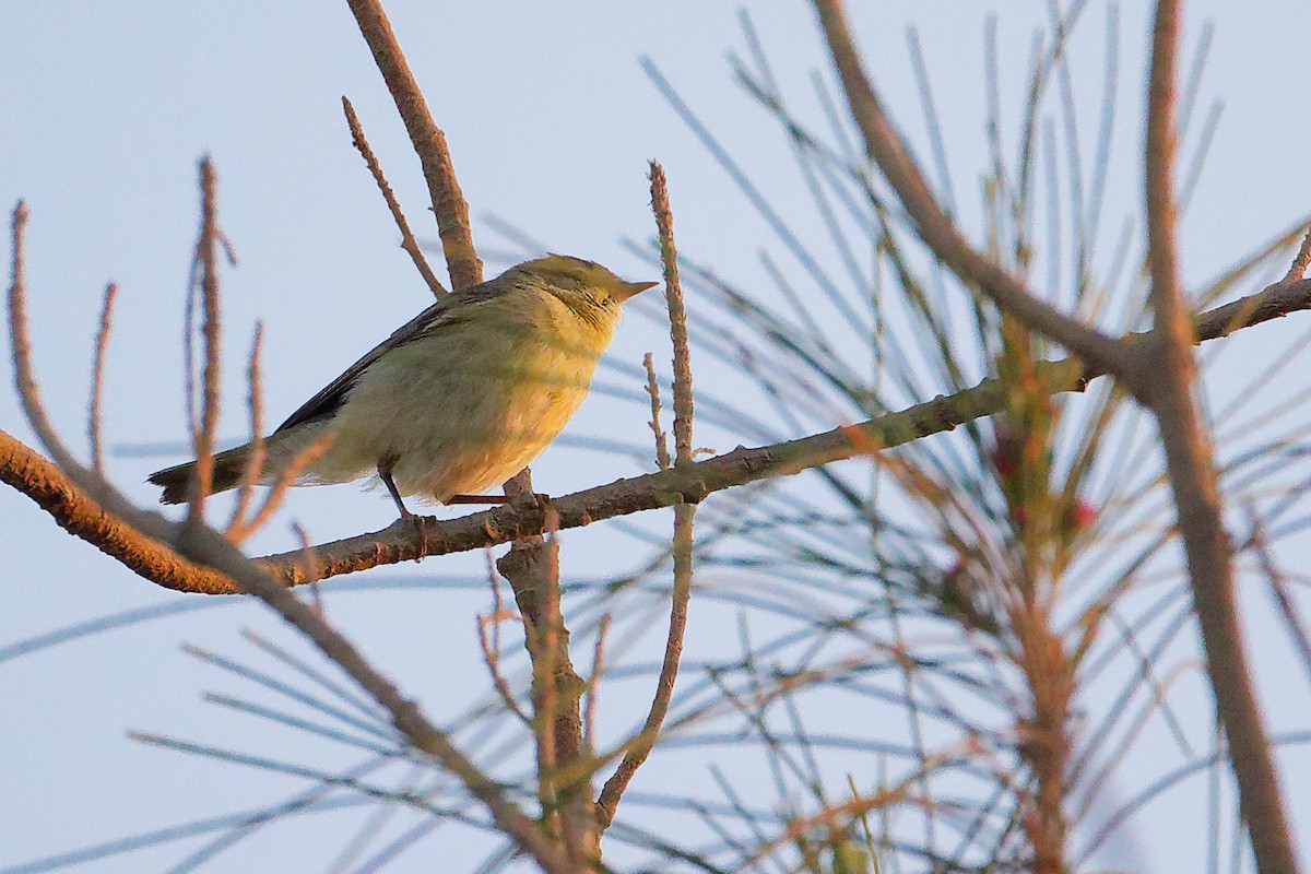 Willow Warbler - ML645640511