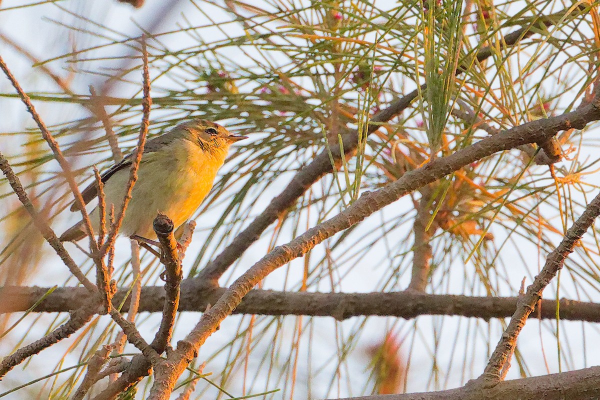 Willow Warbler - ML645640512