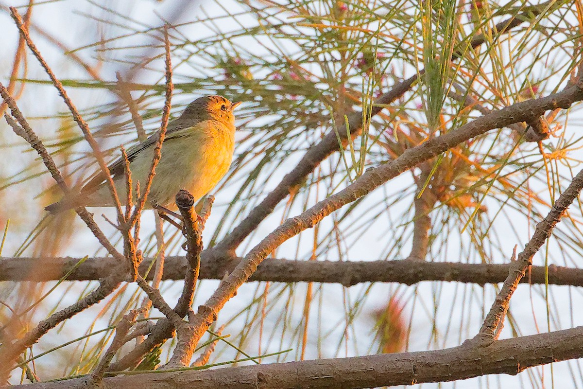 Willow Warbler - ML645640513