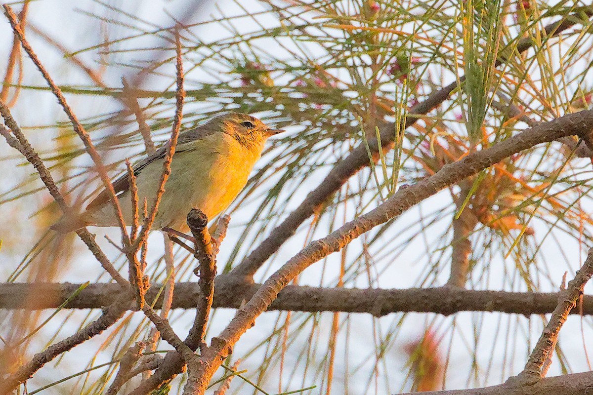 Willow Warbler - ML645640514