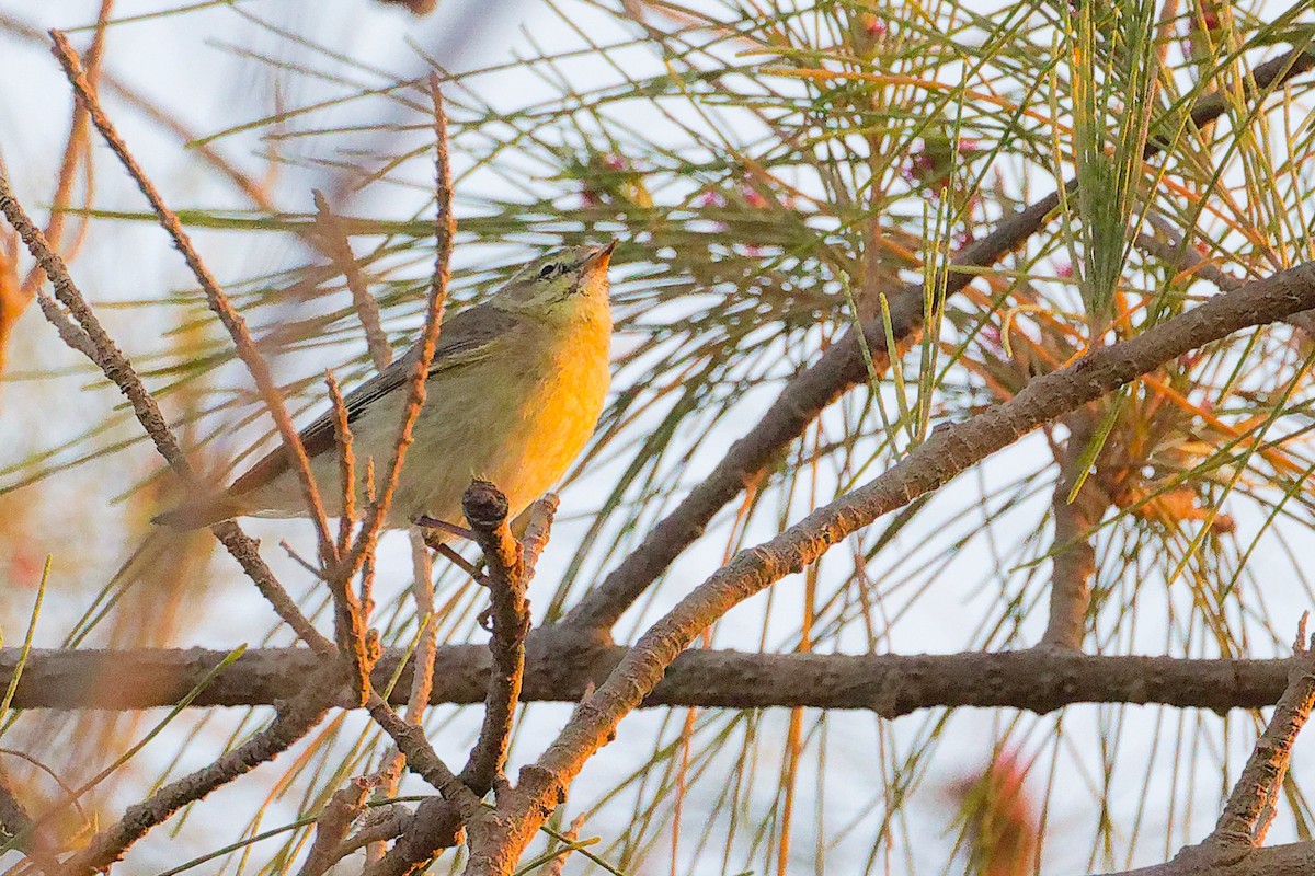 Willow Warbler - ML645640515