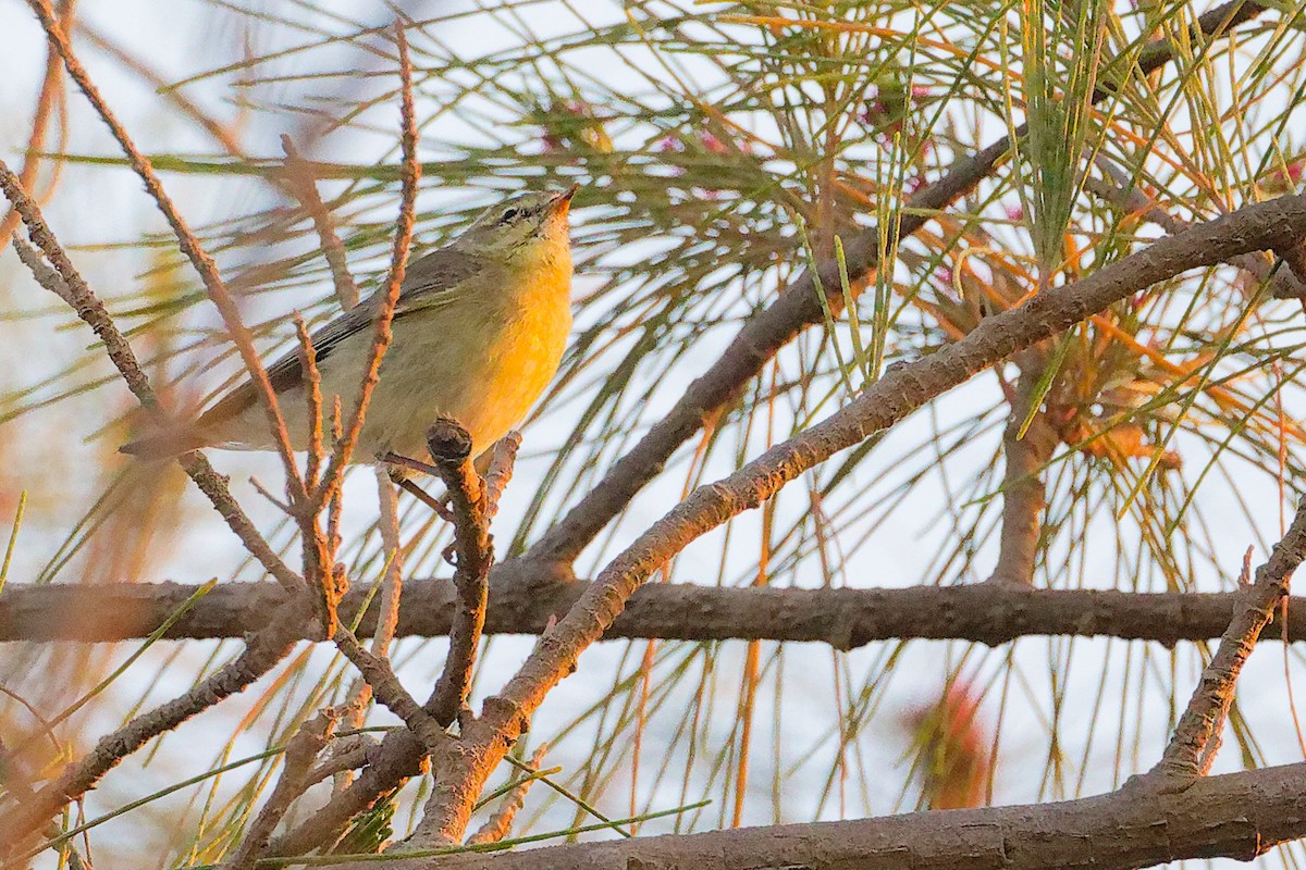 Willow Warbler - ML645640516