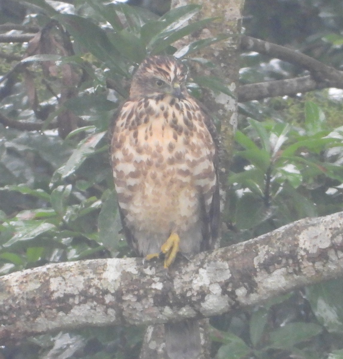 Crested Goshawk - ML645640517