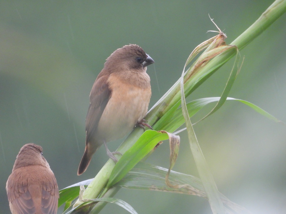 Scaly-breasted Munia - ML645640518