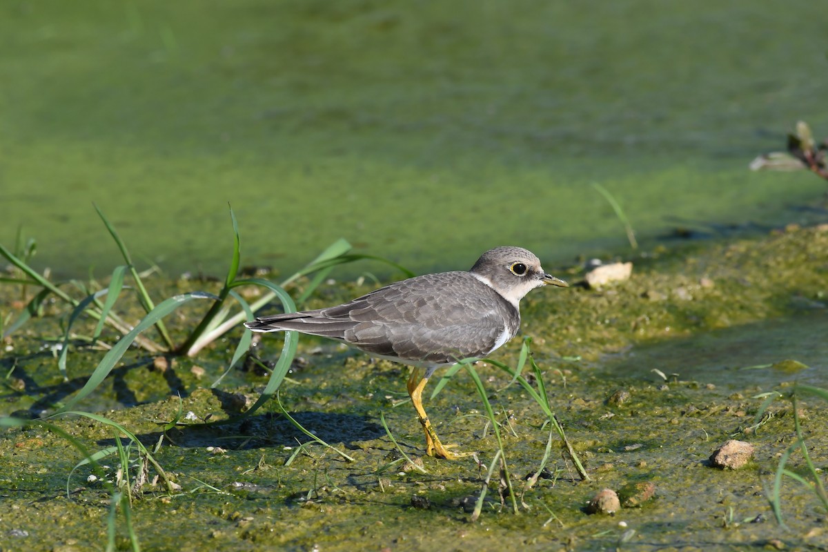 Little Ringed Plover - ML645640520