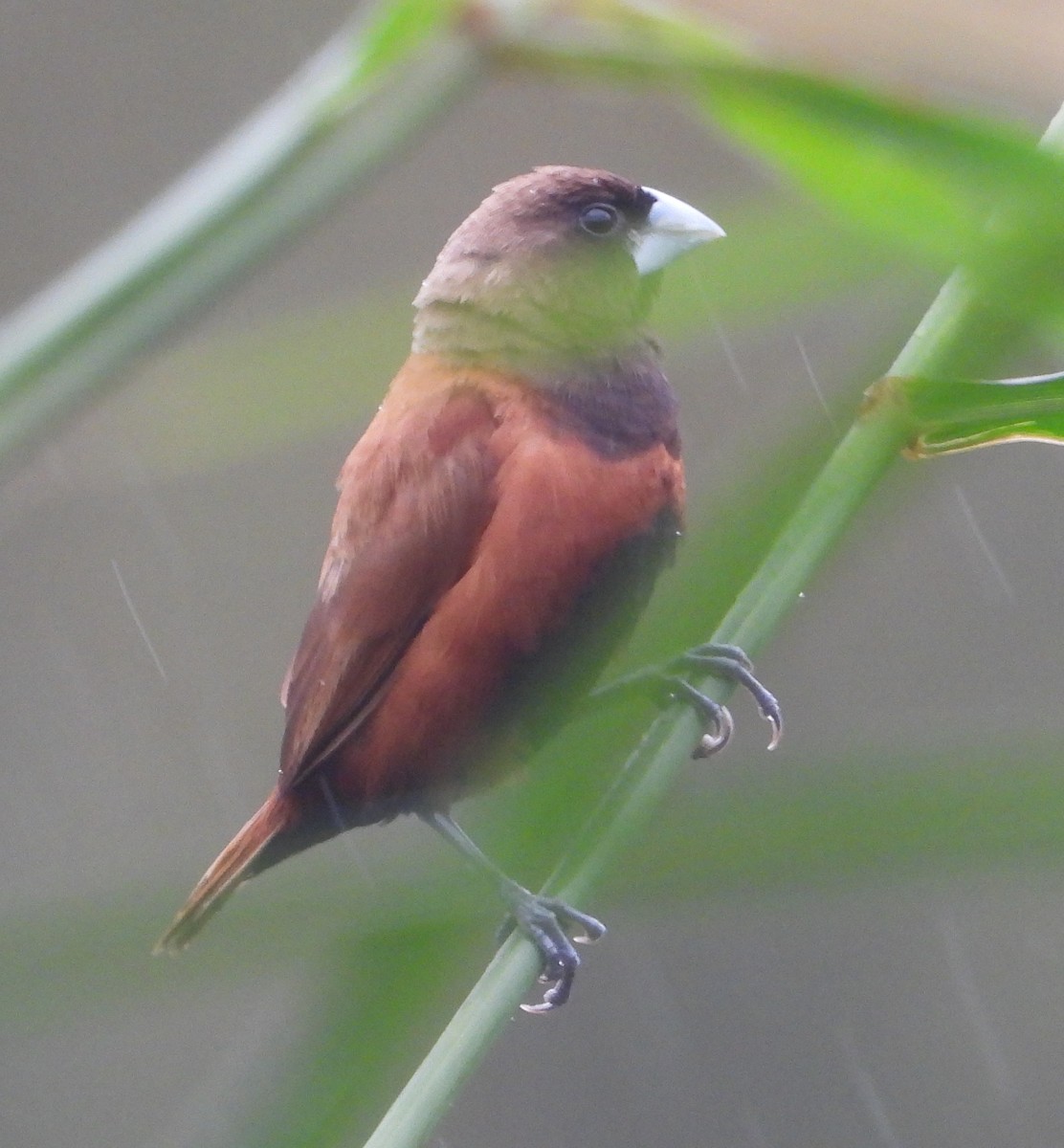 Chestnut Munia - ML645640521