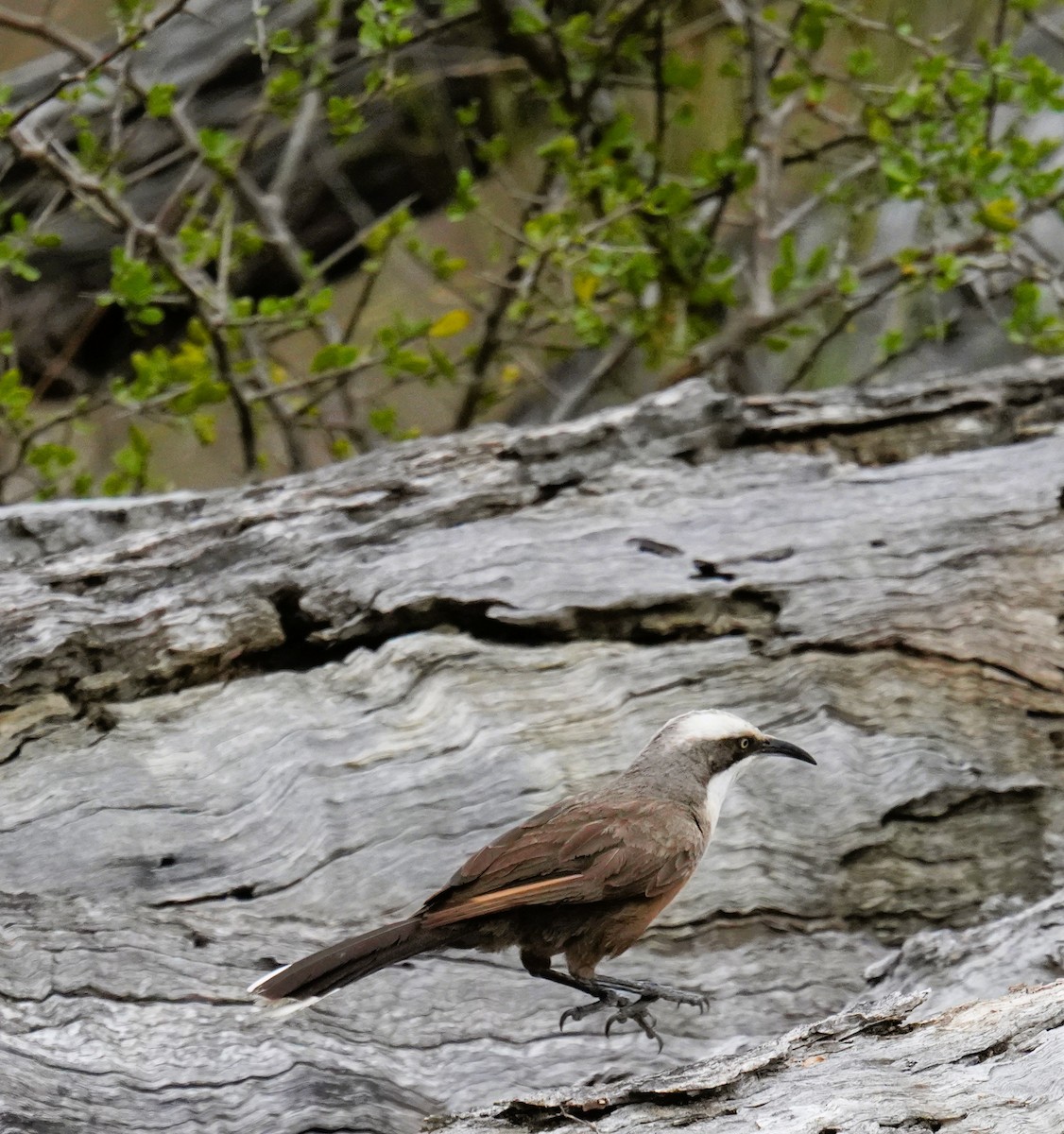 Gray-crowned Babbler - ML645640523