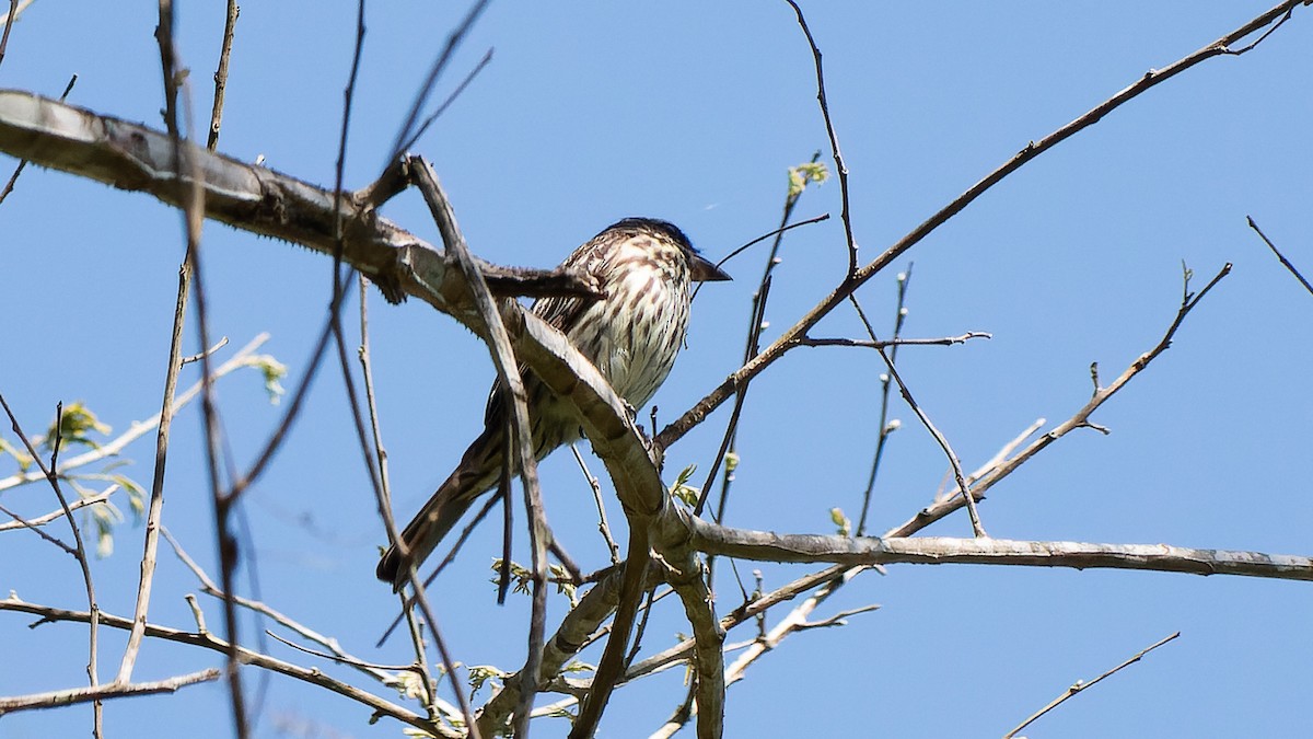 Streaked Flycatcher - ML645640524