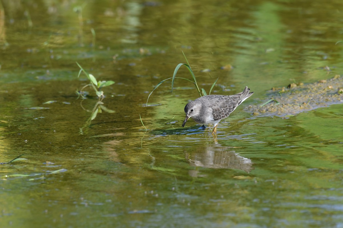 Temminck's Stint - ML645640525