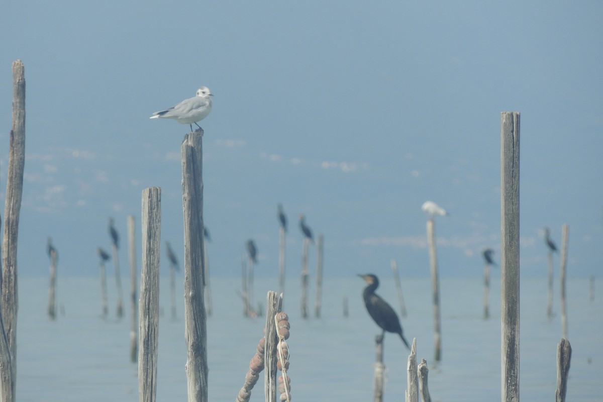 Little Gull - ML645640527