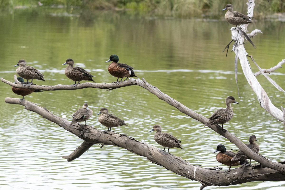 Gray/Chestnut Teal - ML645640528