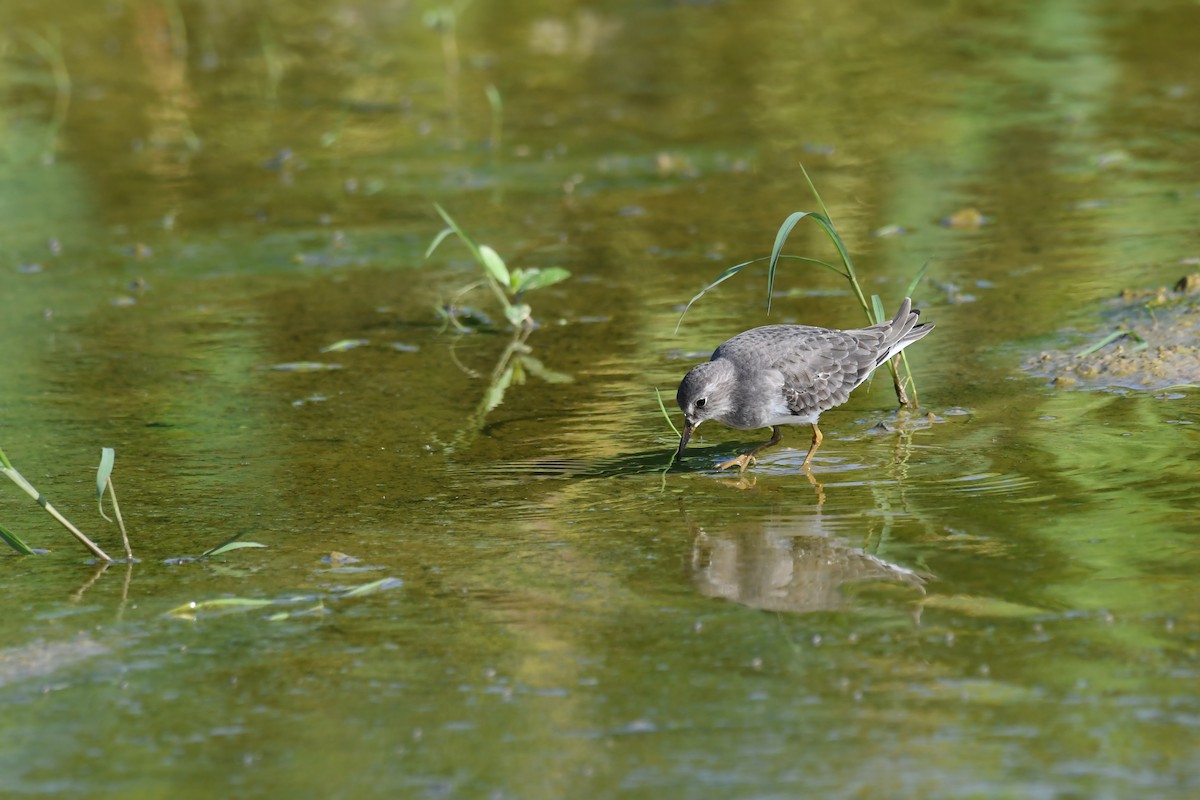 Temminck's Stint - ML645640529