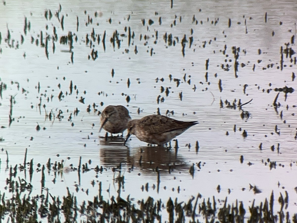 Curlew Sandpiper - ML645640530