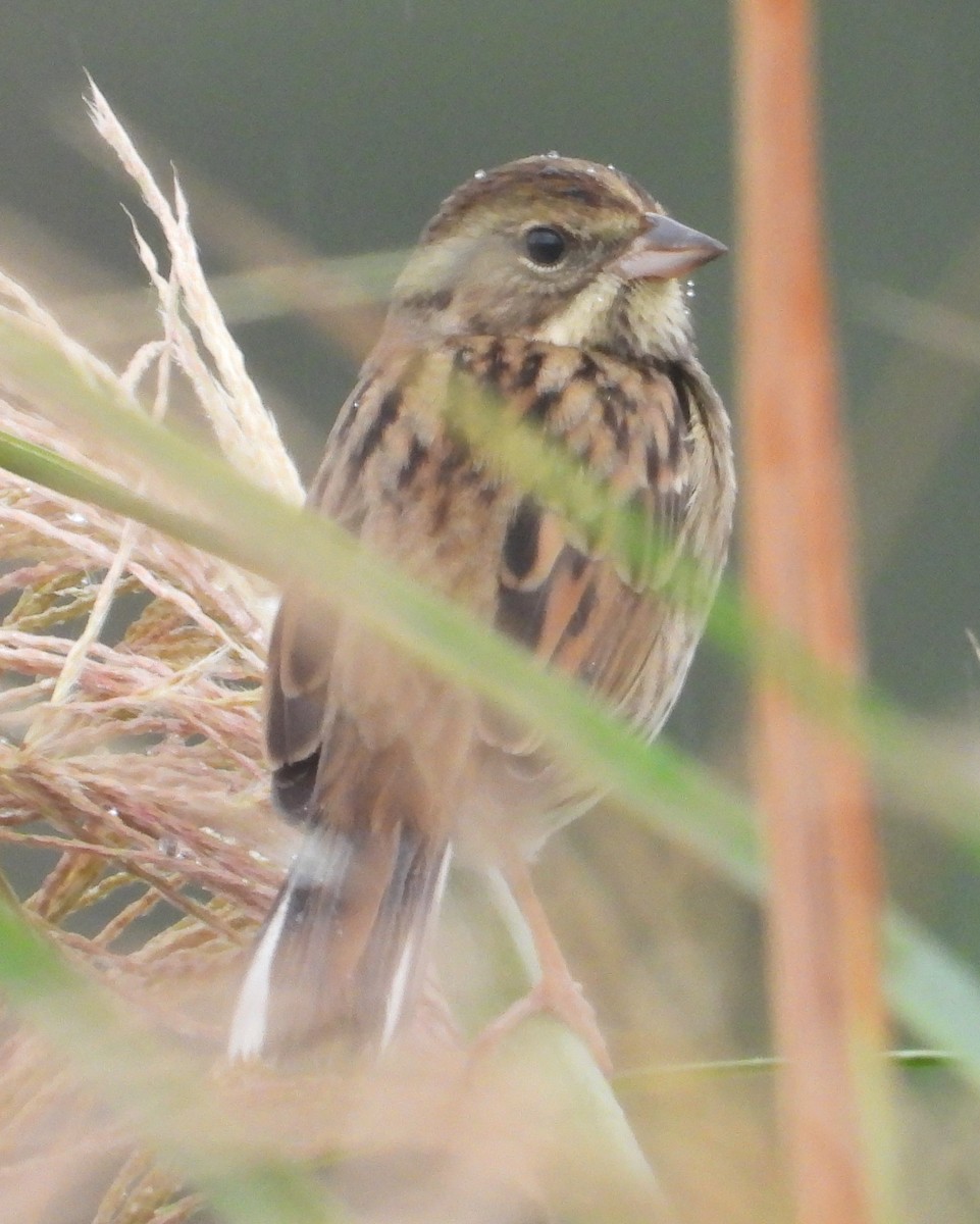 Black-faced Bunting - ML645640531