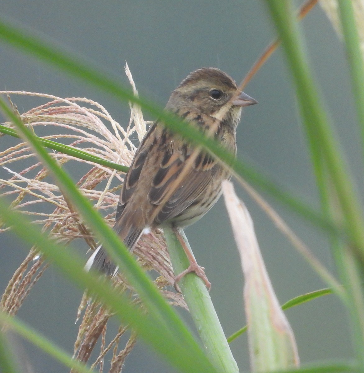 Black-faced Bunting - ML645640532