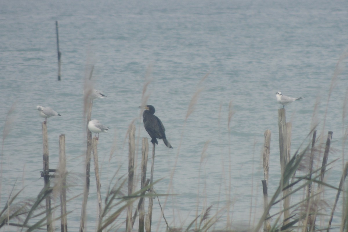 Sandwich Tern - ML645640533