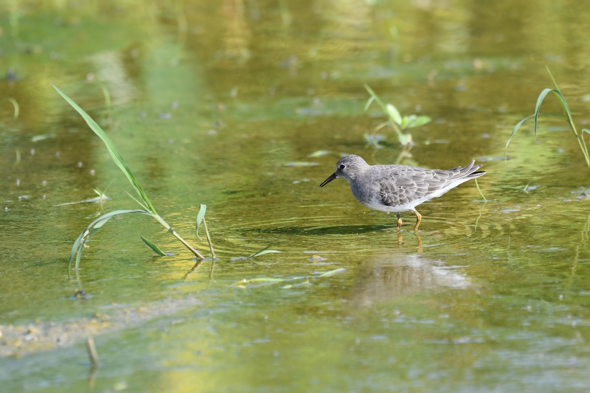 Temminck's Stint - ML645640534