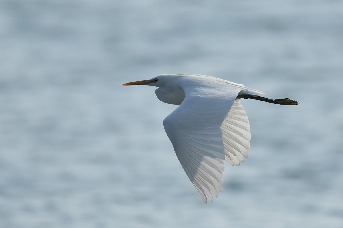 Chinese Egret - ML645640536
