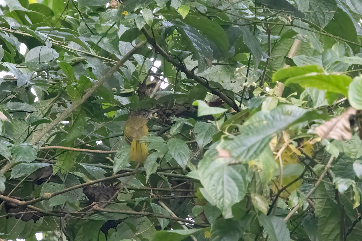 Mountain Bulbul - ML645640537