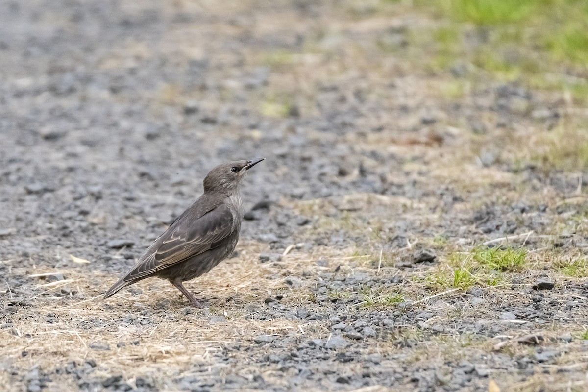European Starling - ML645640538