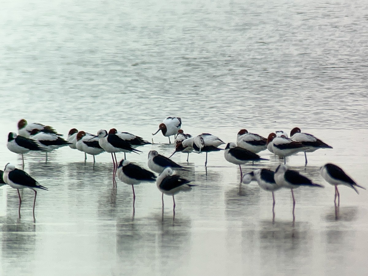 brunhodeavosett - ML645640540