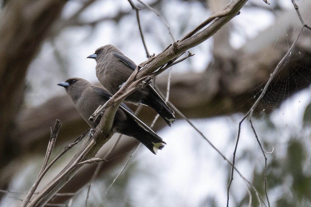 Dusky Woodswallow - ML645640546