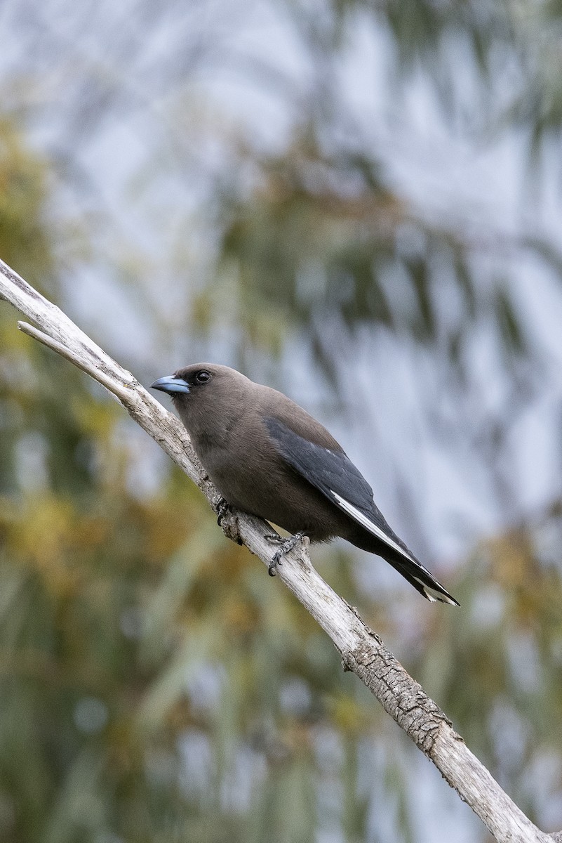 Dusky Woodswallow - ML645640547