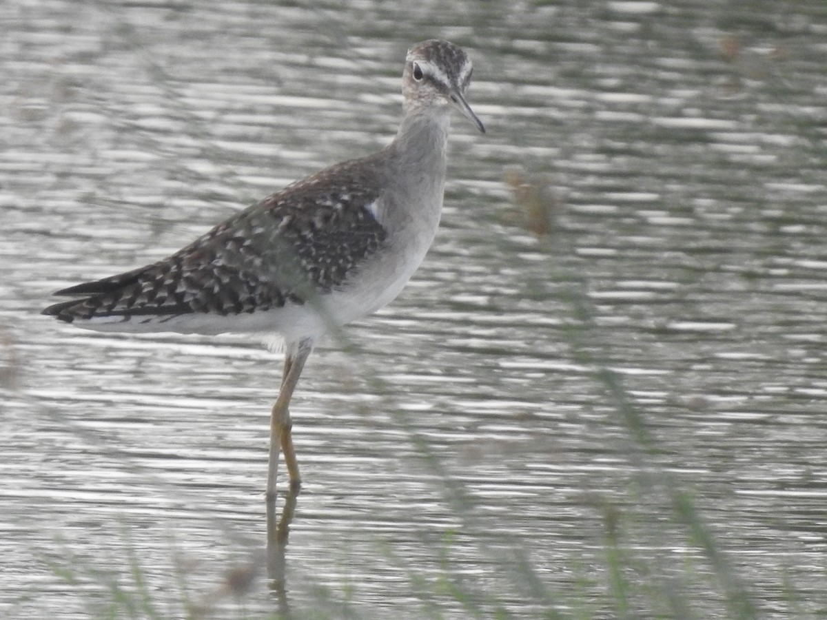 vodouš bahenní - ML645640549