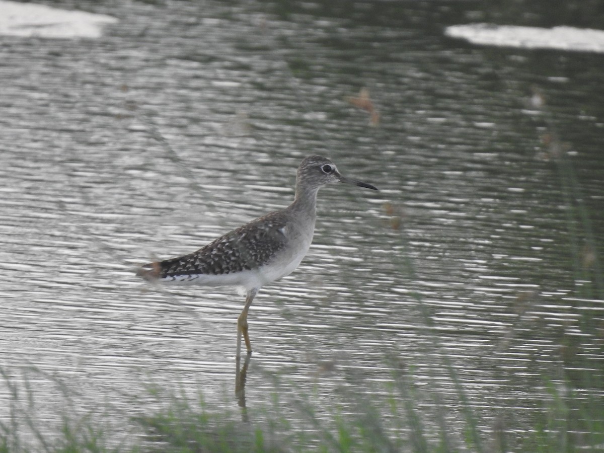 vodouš bahenní - ML645640550