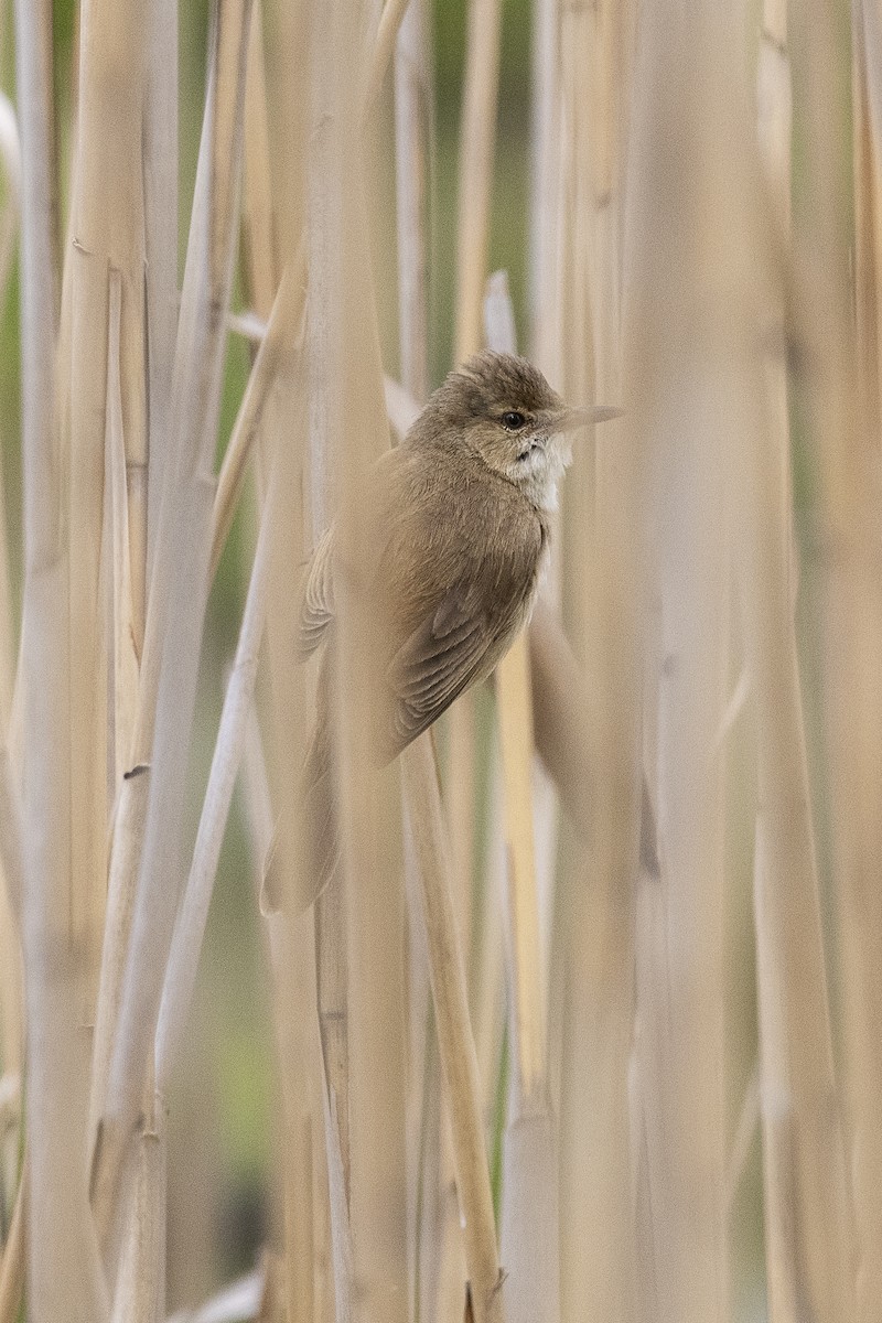 Australian Reed Warbler - ML645640552