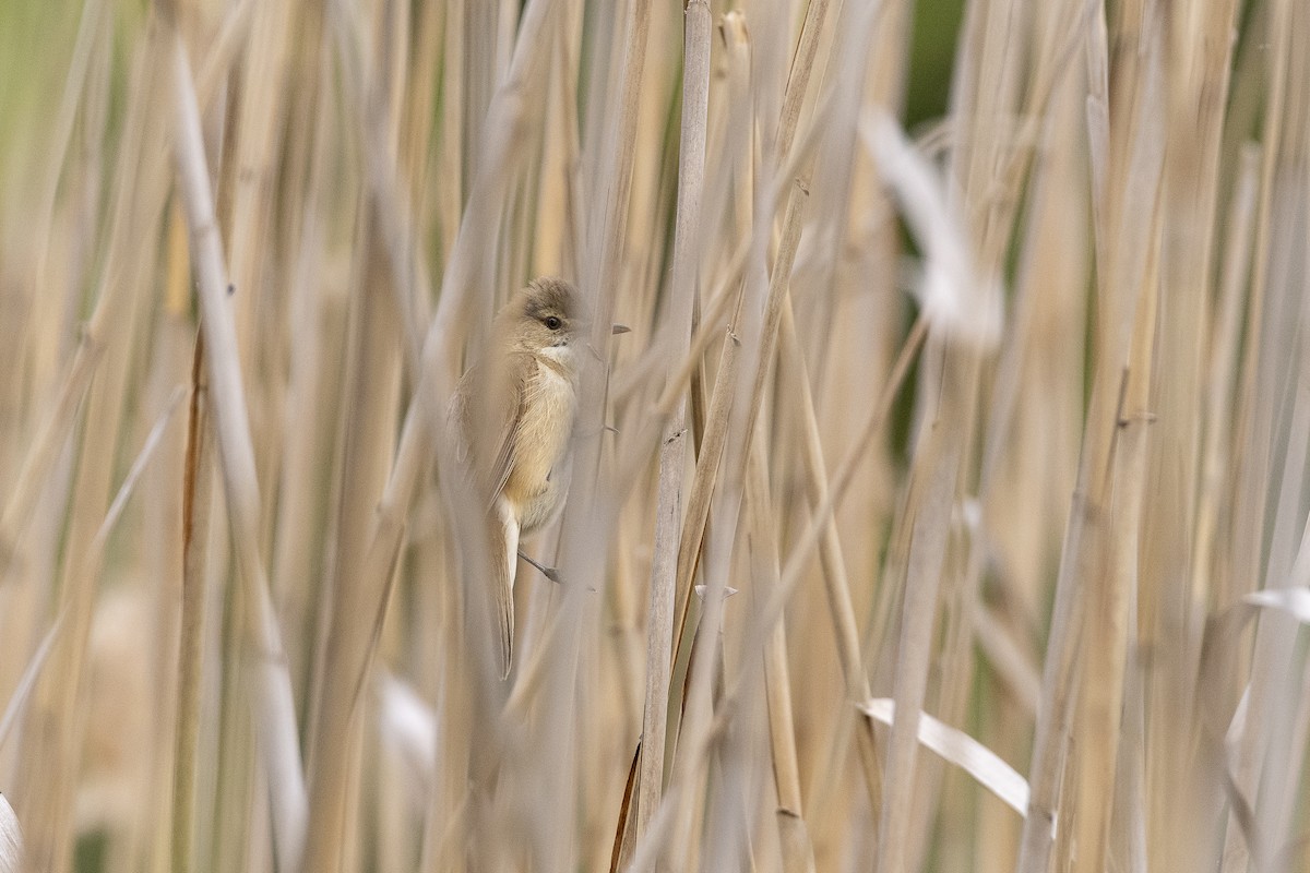 Australian Reed Warbler - ML645640553